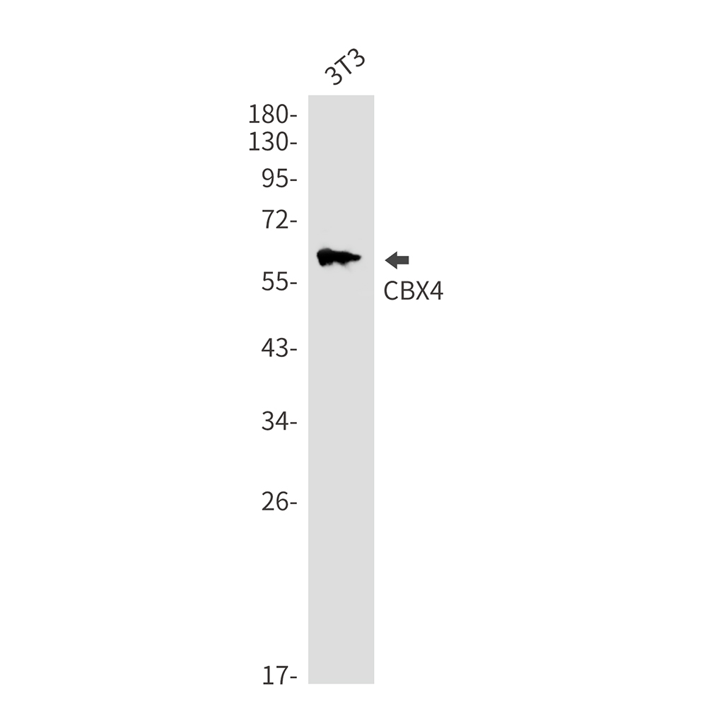 CBX4 Rabbit mAb